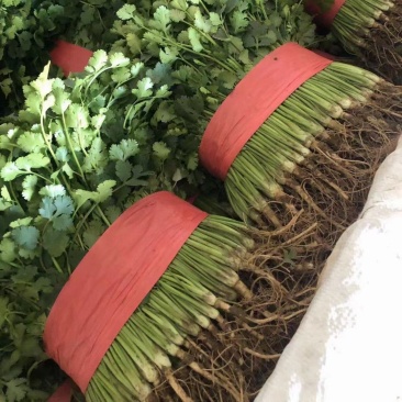 聊城铁杆青香菜，大量现货供应，品质保证，量大价优