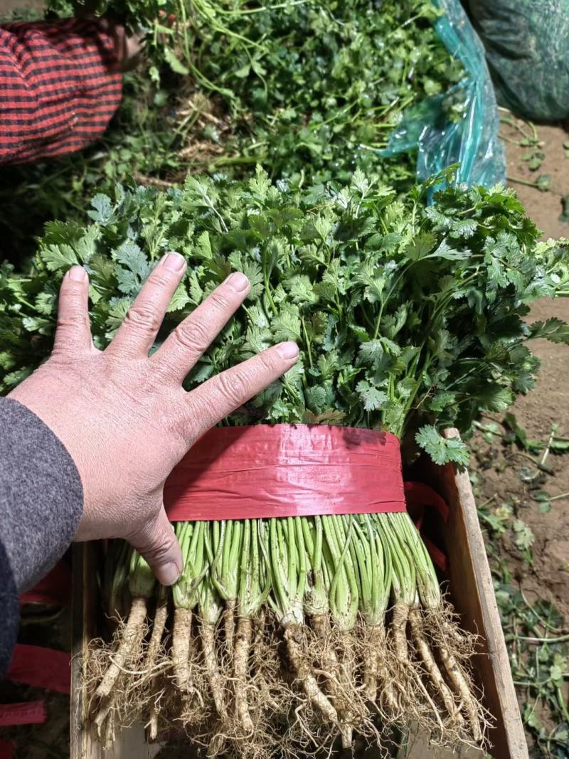 聊城铁杆青香菜，大量现货供应，品质保证，量大价优