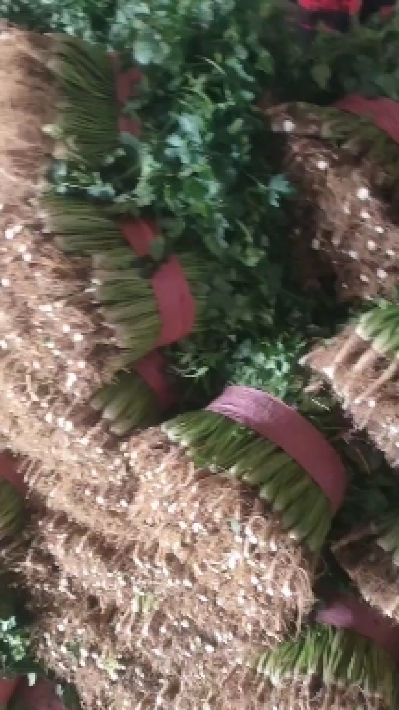 聊城铁杆青香菜，大量现货供应，品质保证，量大价优