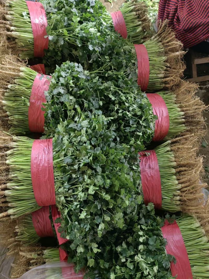 聊城铁杆青香菜，大量现货供应，品质保证，量大价优
