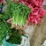 聊城铁杆青香菜，大量现货供应，品质保证，量大价优