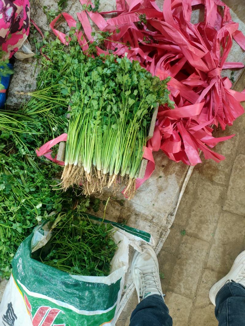 聊城铁杆青香菜，大量现货供应，品质保证，量大价优