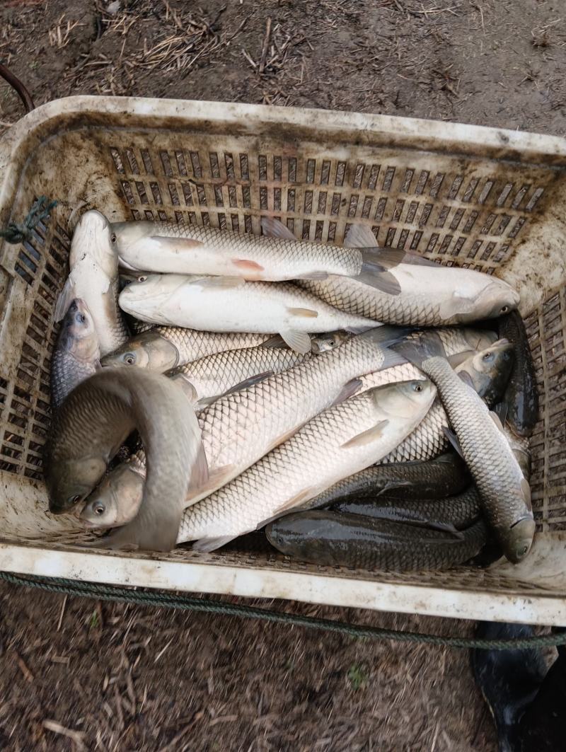 鳊鱼苗武昌鱼苗湖北黄冈蕲春