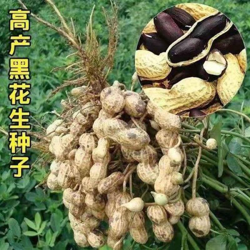 黑花生种子，大果手选花生种子，高产抗病质量好