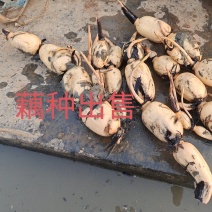 藕种新35亏本卖