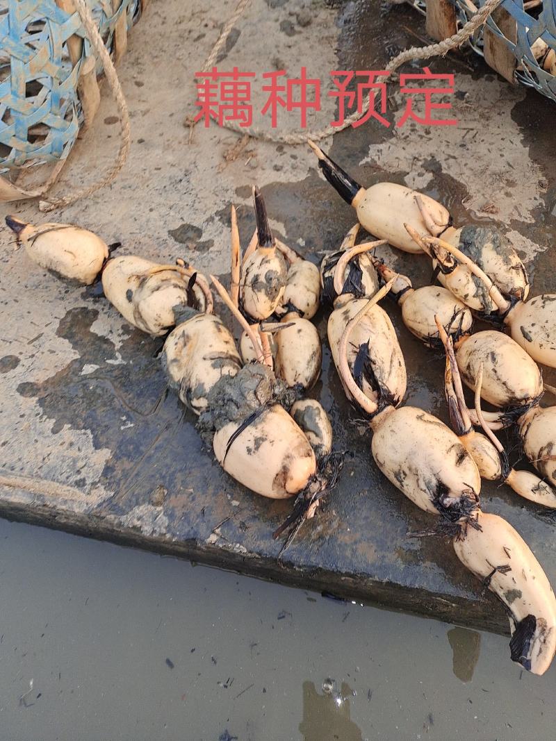 藕种新35亏本卖
