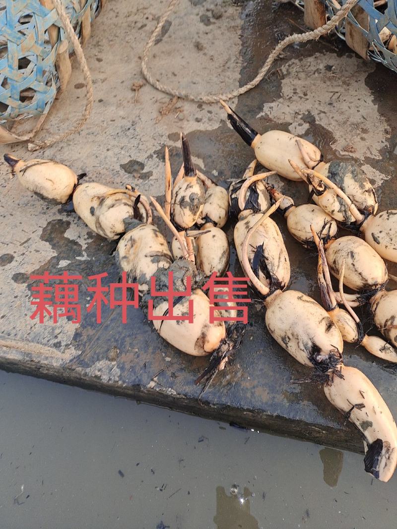 藕种新35亏本卖