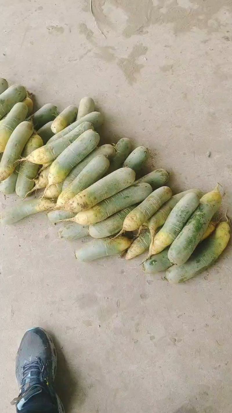 水果萝卜肥城大量供应，可以加工水洗，代存代销