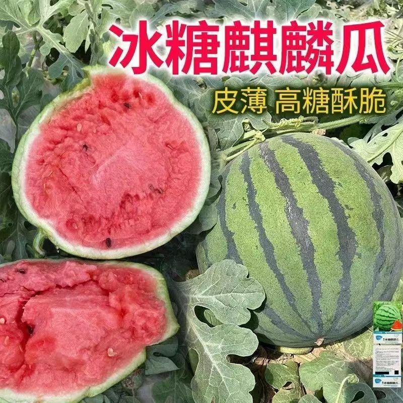 8424西瓜，冰糖麒麟西瓜，夏邑西瓜产地实力代办欢迎采