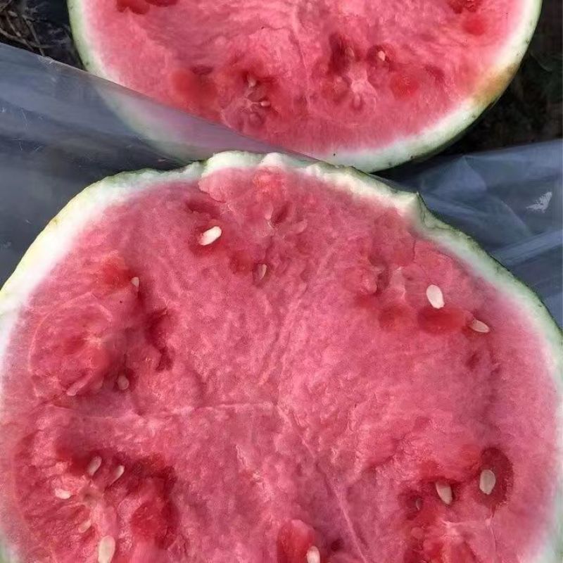 8424西瓜，冰糖麒麟西瓜，夏邑西瓜产地实力代办欢迎采