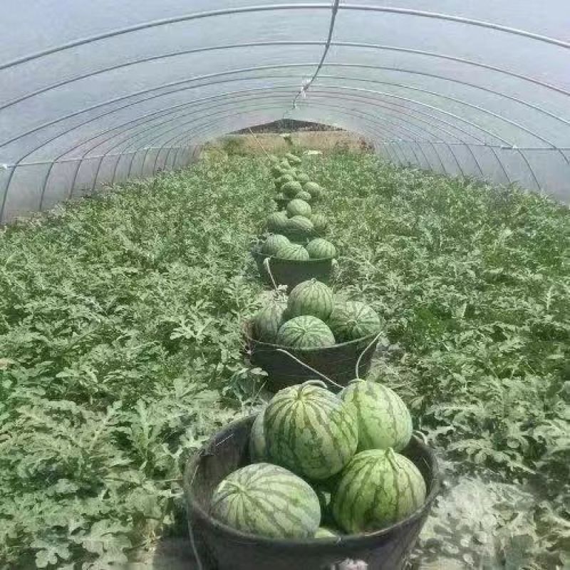 8424西瓜，冰糖麒麟西瓜，夏邑西瓜产地实力代办欢迎采