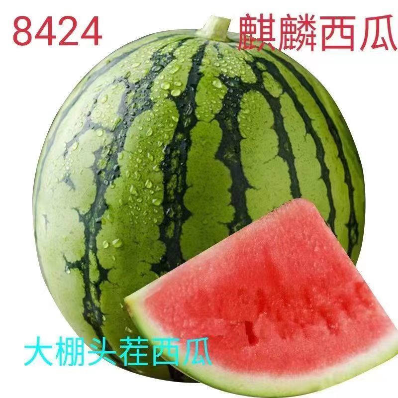 8424西瓜，冰糖麒麟西瓜，夏邑西瓜产地实力代办欢迎采