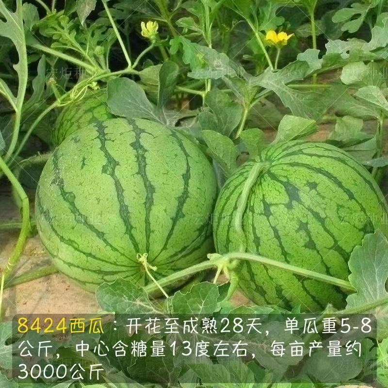 8424西瓜，冰糖麒麟西瓜，夏邑西瓜产地实力代办欢迎采