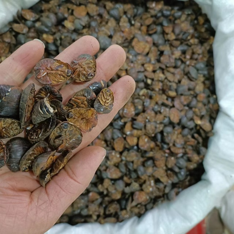 【推荐】土元土鳖虫土元干货大量有货全国包邮