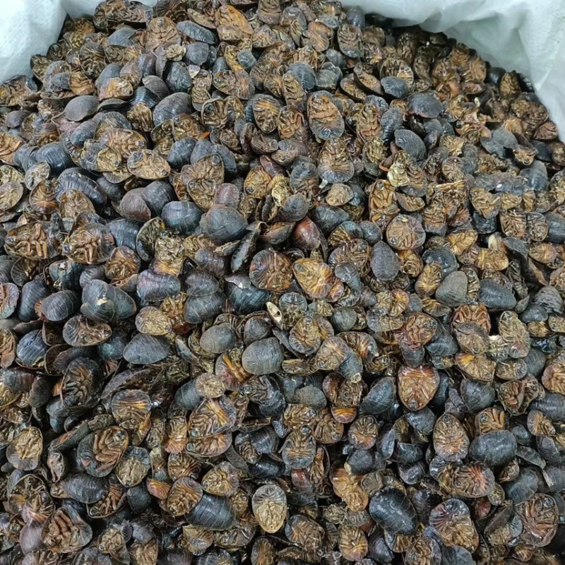 【推荐】土元土鳖虫土元干货大量有货全国包邮