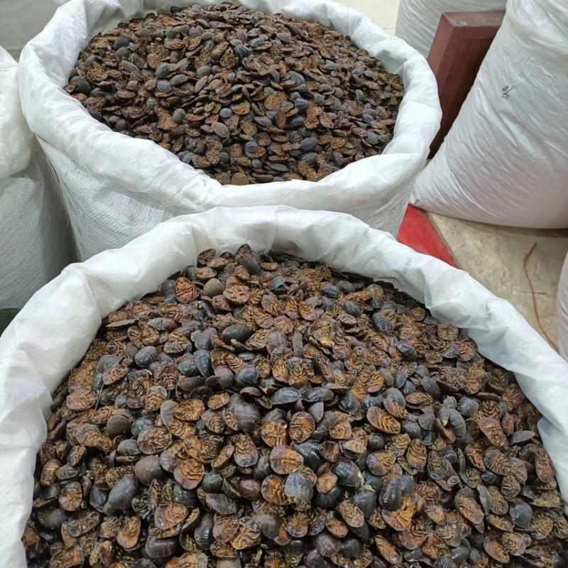 【推荐】土元土鳖虫土元干货大量有货全国包邮
