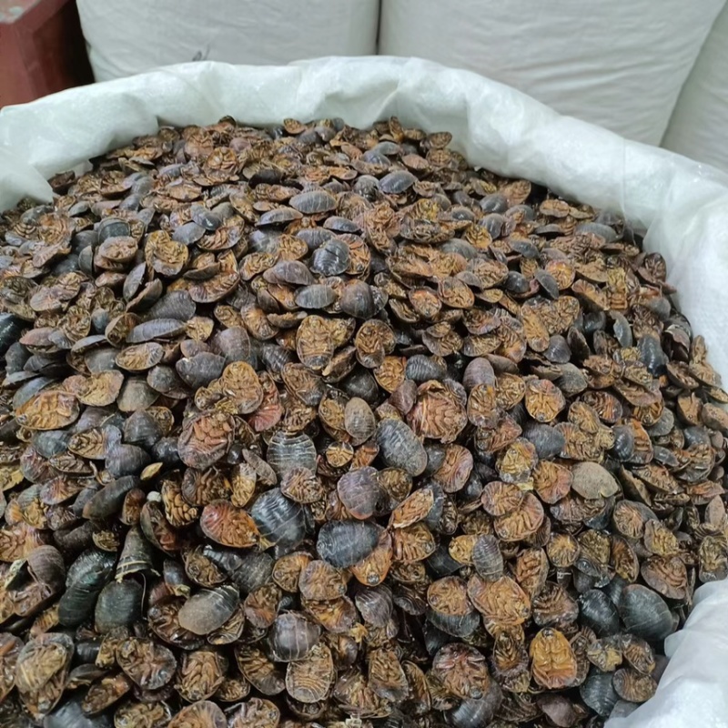 【推荐】土元土鳖虫土元干货大量有货全国包邮
