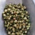 【药用山茶花】山茶花基地直供全国包邮
