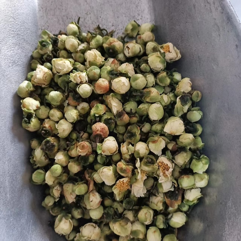 【药用山茶花】山茶花基地直供全国包邮