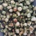 【药用山茶花】山茶花基地直供全国包邮