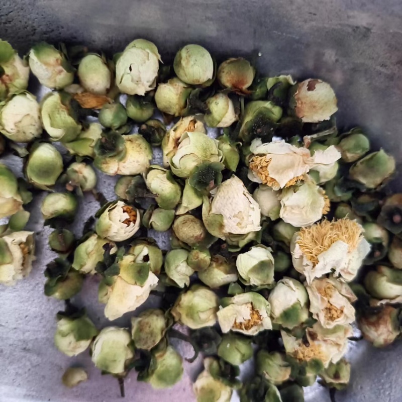 【药用山茶花】山茶花基地直供全国包邮