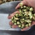 【药用山茶花】山茶花基地直供全国包邮
