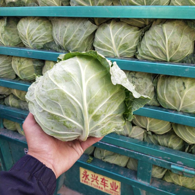 春季绿甘蓝刚刚上市，一天比一天量大欢迎全国客商老板选购