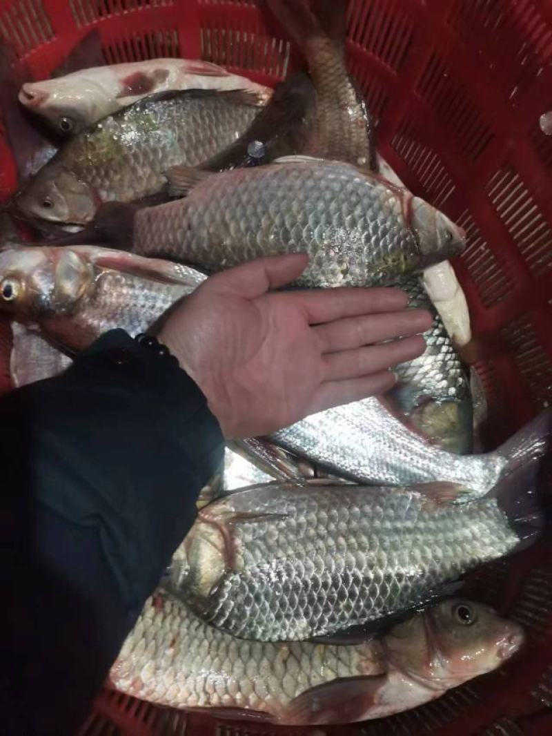 鱼