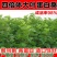桑树种子.桑种.养蚕桑树种子、饲料桑种子