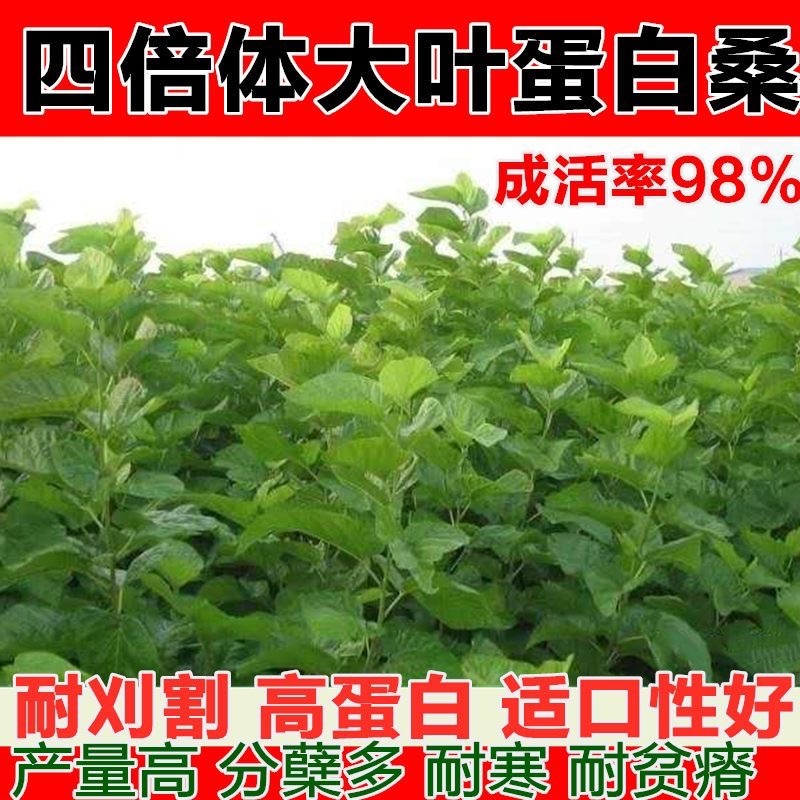 桑树种子.桑种.养蚕桑树种子、饲料桑种子