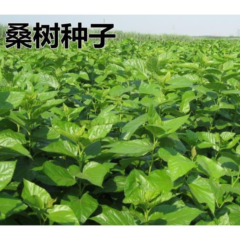 桑树种子.桑种.养蚕桑树种子、饲料桑种子