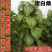 桑树种子.桑种.养蚕桑树种子、饲料桑种子