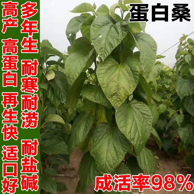 桑树种子.桑种.养蚕桑树种子、饲料桑种子