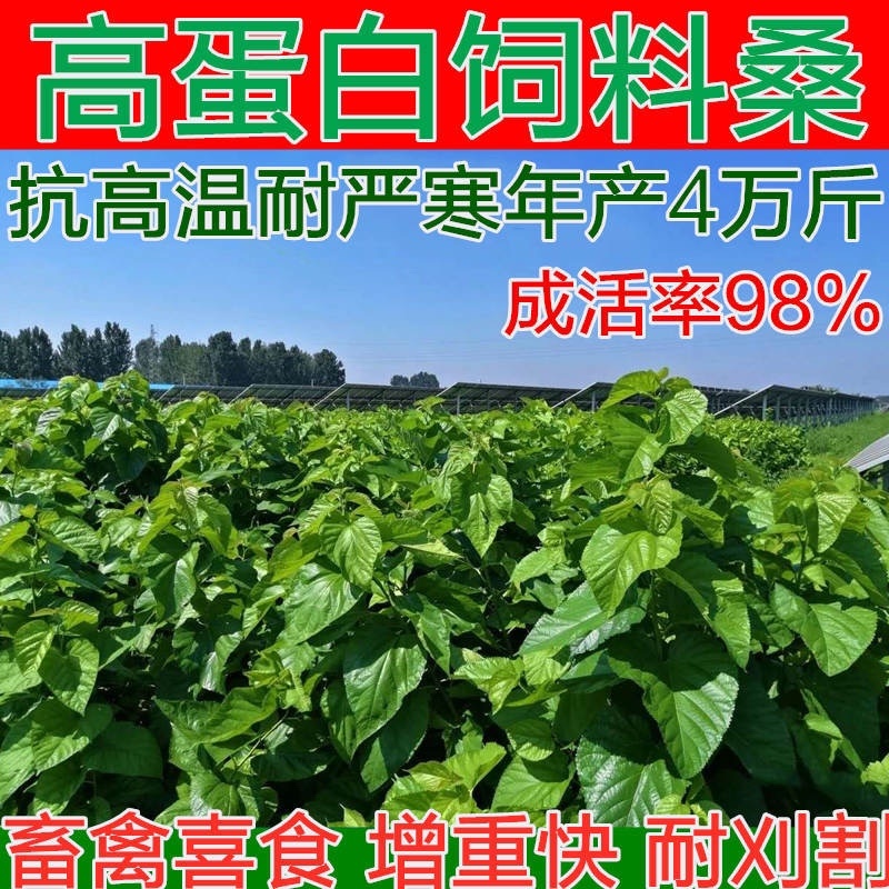 桑树种子.桑种.养蚕桑树种子、饲料桑种子