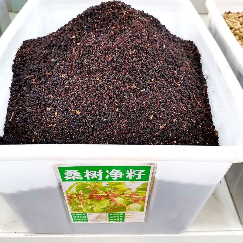 桑树种子.桑种.养蚕桑树种子、饲料桑种子