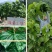 桑树种子.桑种.养蚕桑树种子、饲料桑种子