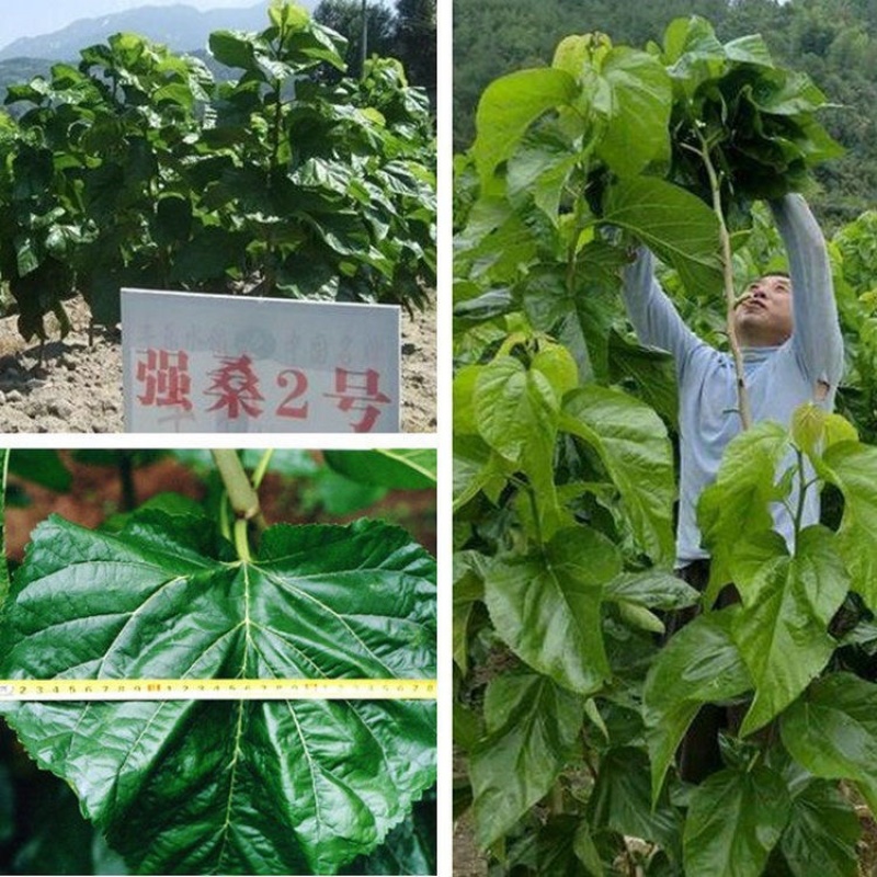 桑树种子.桑种.养蚕桑树种子、饲料桑种子