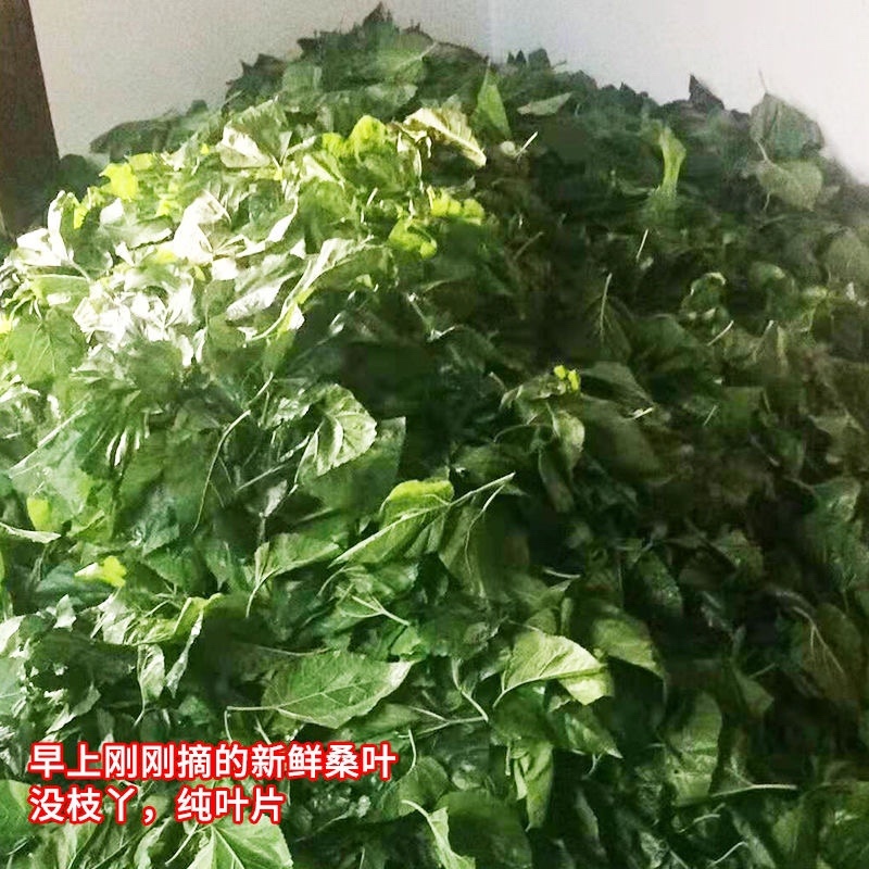 桑树种子.桑种.养蚕桑树种子、饲料桑种子