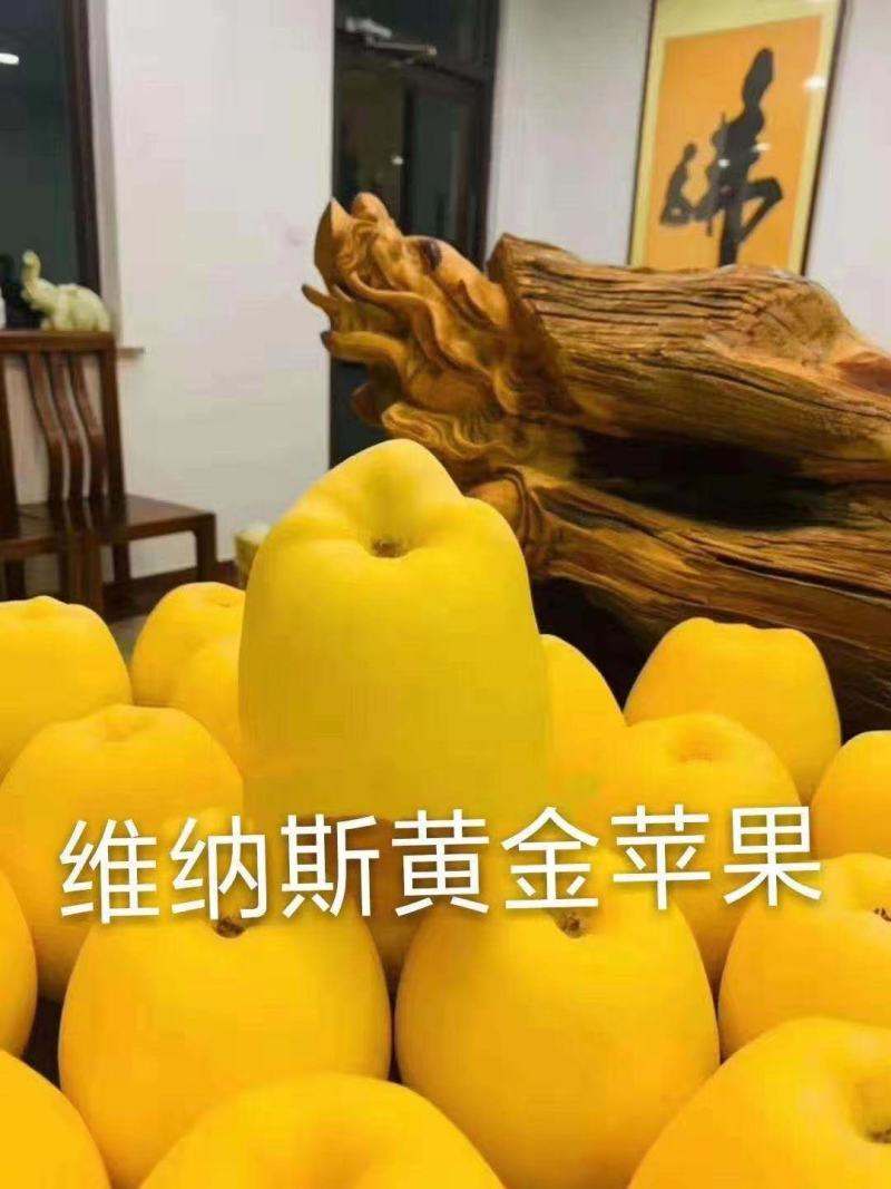 脱毒维纳斯黄金苹果苗山东苹果苗苗圃育苗多年老店诚信保障