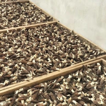 羊肚菌