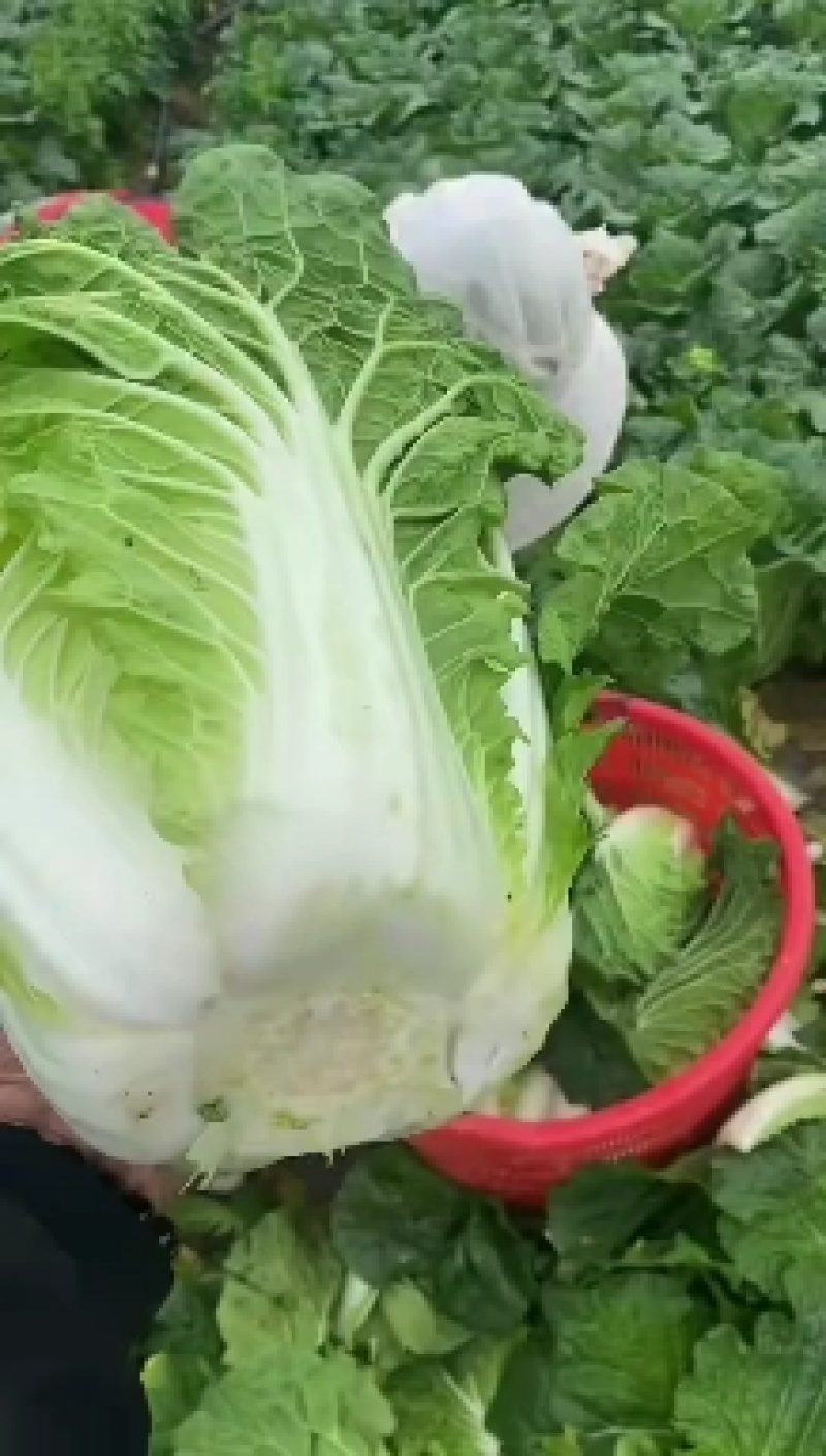 白菜