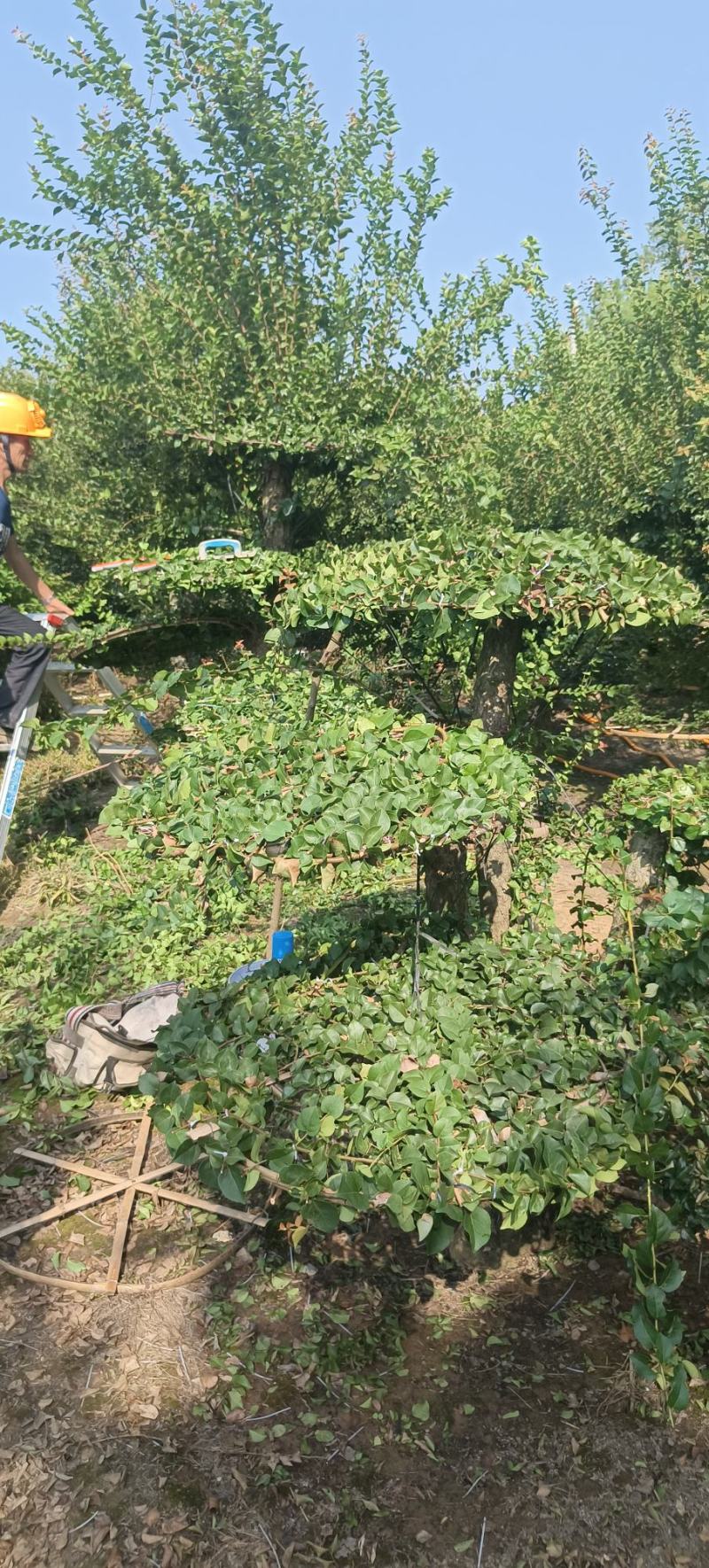 刺冬青