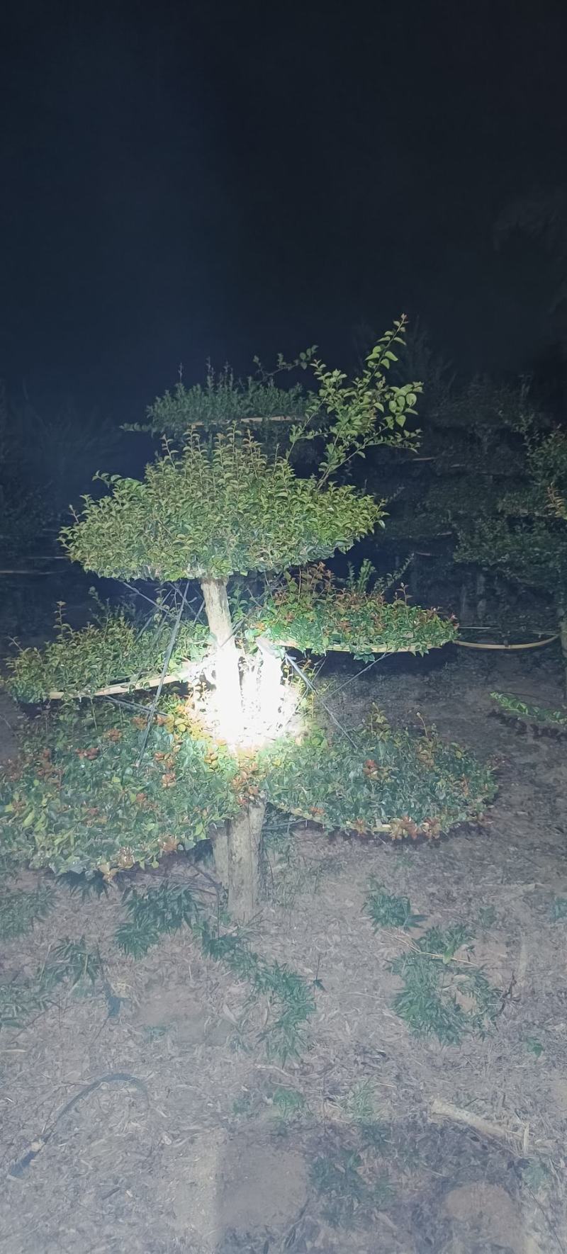 刺冬青
