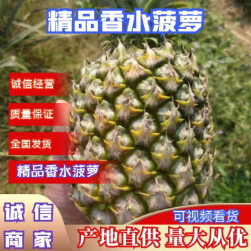 菠萝大量上市产地直发欢迎各位老板前来洽谈合作