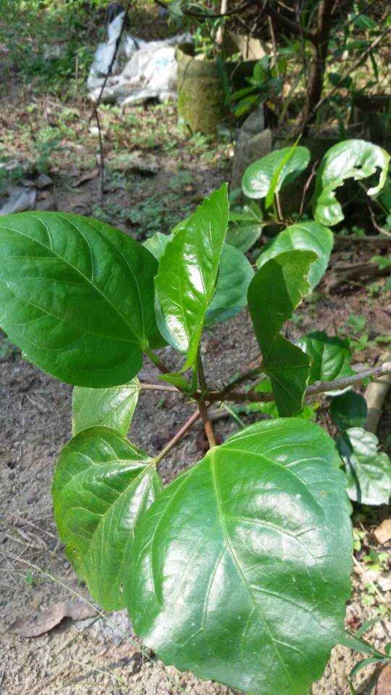 重瓣扶桑福建漳州重瓣扶桑朱槿黄花粉花大红花基地直销