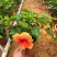 重瓣扶桑福建漳州重瓣扶桑朱槿黄花粉花大红花基地直销