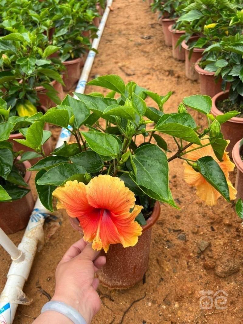 重瓣扶桑福建漳州重瓣扶桑朱槿黄花粉花大红花基地直销