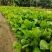重瓣扶桑福建漳州重瓣扶桑朱槿黄花粉花大红花基地直销