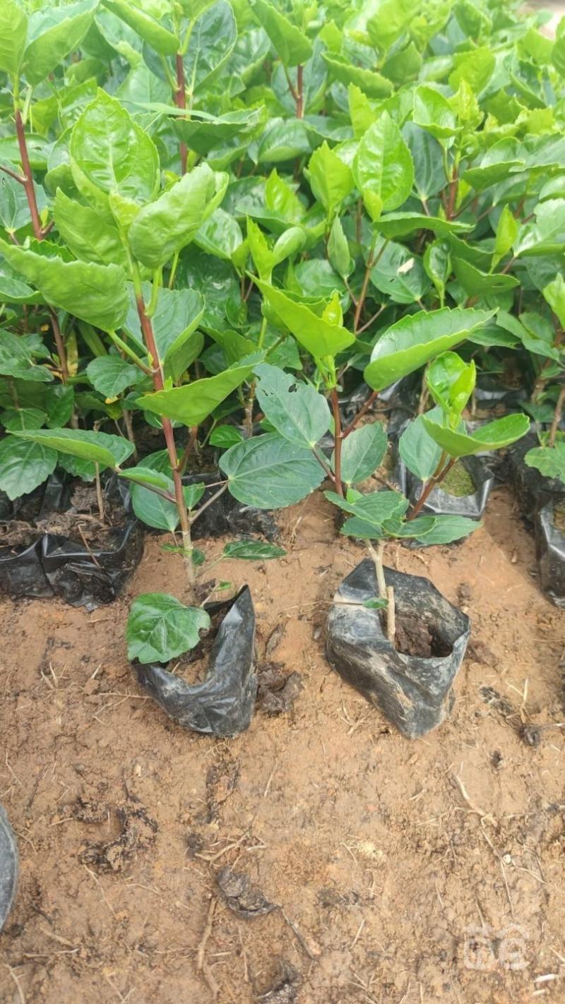 重瓣扶桑福建漳州重瓣扶桑朱槿黄花粉花大红花基地直销