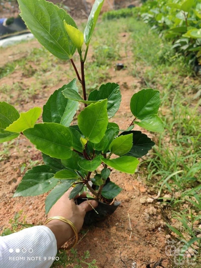 重瓣扶桑福建漳州重瓣扶桑朱槿黄花粉花大红花基地直销